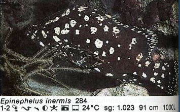 Epinephelus inermis